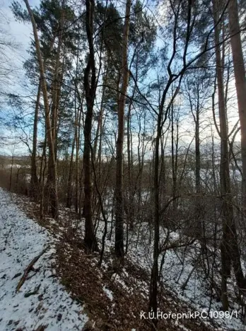 Prodej lesa, Hořepník, 10345 m2