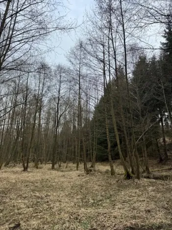 Prodej lesa, Mrákov, 34704 m2
