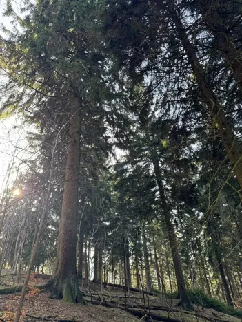 Prodej lesa, Liberec, 14111 m2