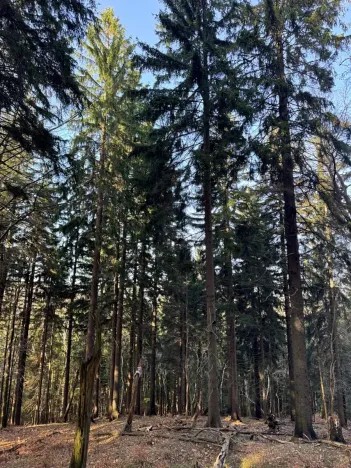 Prodej lesa, Liberec, 14111 m2