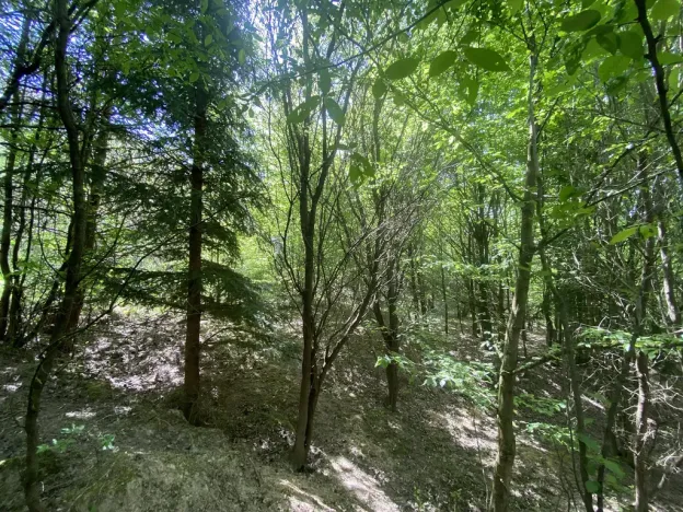 Prodej lesa, Šarovy, 11619 m2