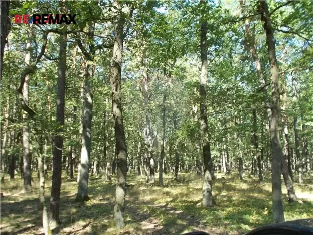 Prodej lesa, Vážany, 15368 m2