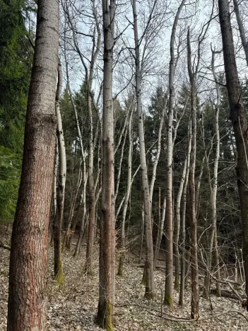 Prodej podílu lesa, Maletín, 10553 m2