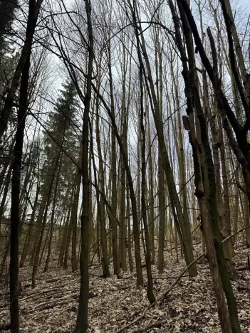 Prodej podílu lesa, Maletín, 10553 m2