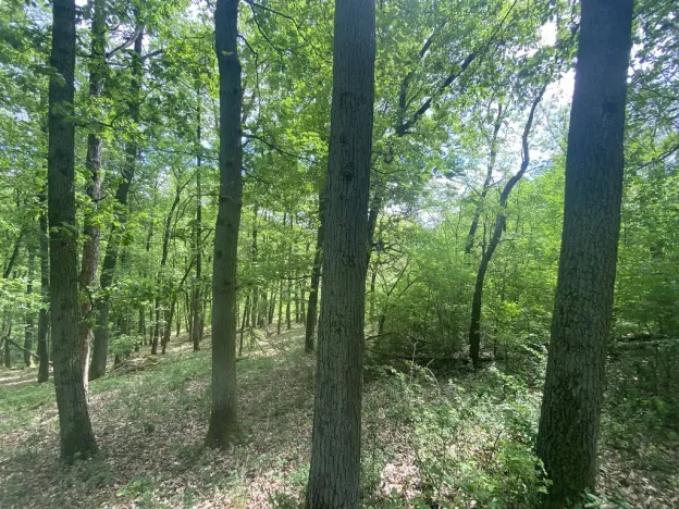 Prodej lesa, Silůvky, 1739 m2