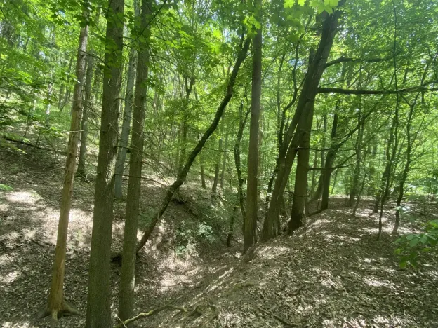 Prodej lesa, Silůvky, 310 m2