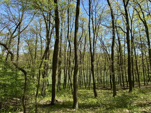 Prodej lesa, Silůvky, 521 m2