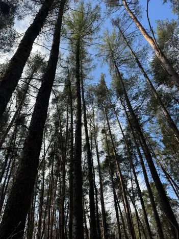 Prodej podílu lesa, Velký Osek, 2005 m2