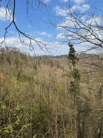 Prodej podílu lesa, Železný Brod, 5530 m2