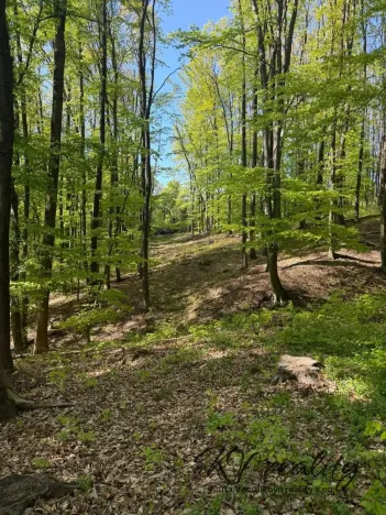 Prodej lesa, Hřivínův Újezd, 3320 m2