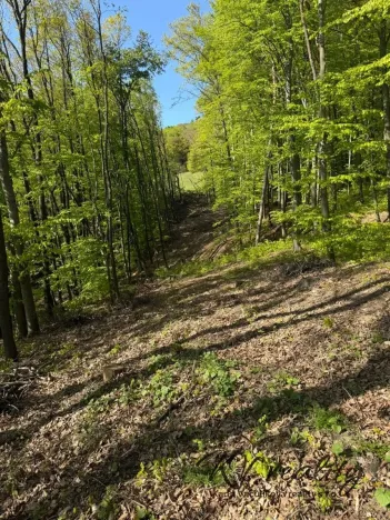 Prodej lesa, Hřivínův Újezd, 3320 m2