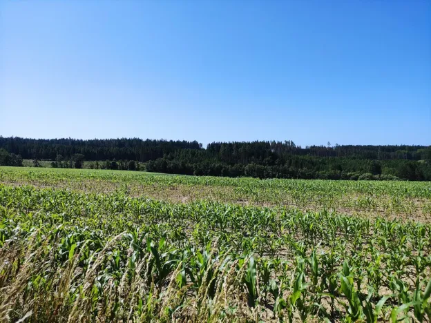 Prodej pozemku, Černovice - Panské Mlýny, 4180 m2