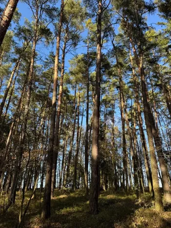 Prodej lesa, Slabčice, 744 m2