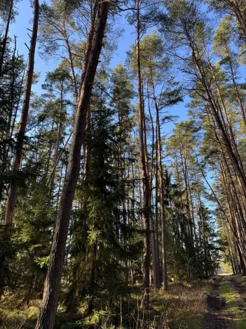 Prodej lesa, Slabčice, 744 m2