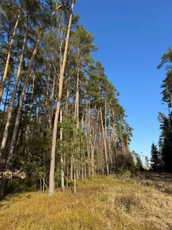 Prodej lesa, Slabčice, 744 m2