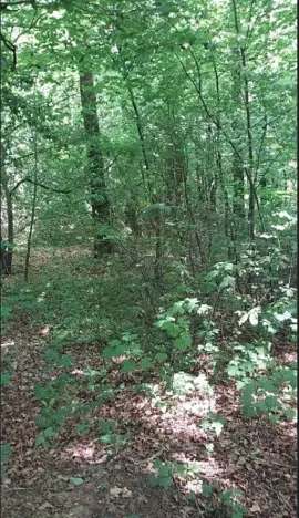 Prodej lesa, Těrlicko, 565 m2