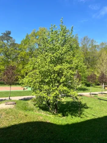Pronájem bytu 2+1, Pardubice - Zelené Předměstí, Sokolovská, 61 m2