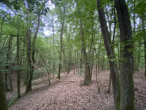 Prodej lesa, Vráž, 3233 m2