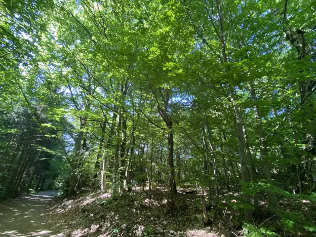 Prodej lesa, Svébohov, 239 m2