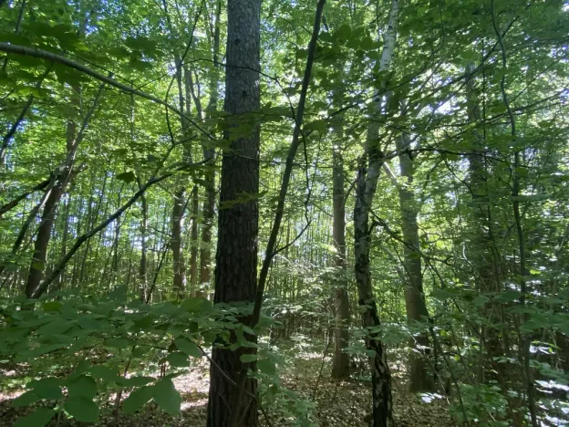 Prodej lesa, Svébohov, 239 m2