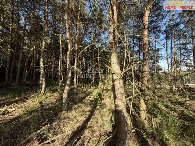 Prodej lesa, Háje, 4000 m2