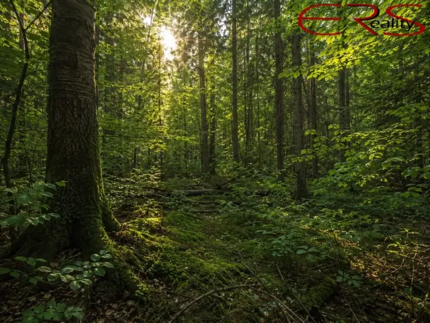 Prodej lesa, Český Dub - Smržov, 57121 m2