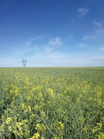 Dražba pole, Přišimasy, 11854 m2