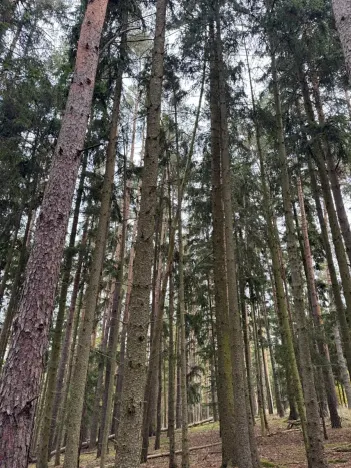Prodej lesa, Chrášťany, 2788 m2