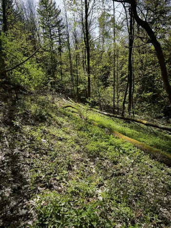 Prodej lesa, Dobřany, 12043 m2