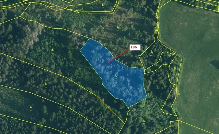 Dražba lesa, Zálezly, 4542 m2
