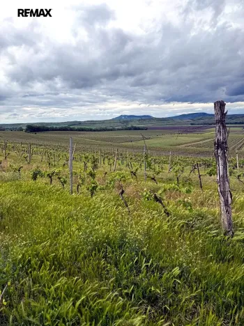 Prodej sadu/vinice, Novosedly, 5537 m2