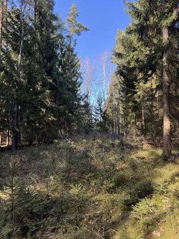 Prodej lesa, Vlastiboř, 3491 m2