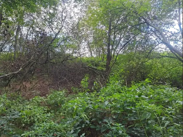 Prodej lesa, Srubec, 364 m2