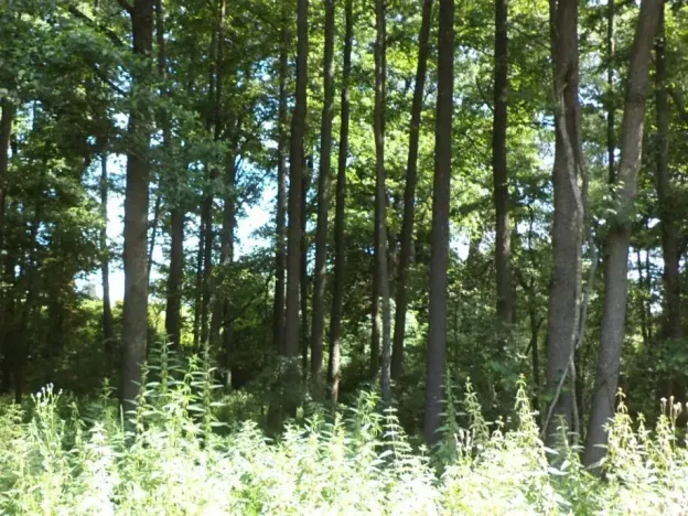 Dražba pozemku, Chodský Újezd, 1046 m2