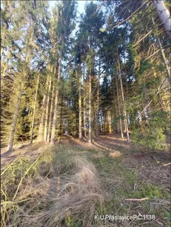 Prodej lesa, Přáslavice, 2463 m2