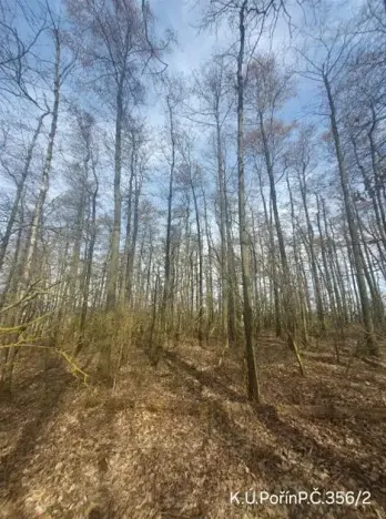 Prodej lesa, Dolní Hořice, 4311 m2