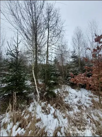 Prodej lesa, Kámen, 3212 m2