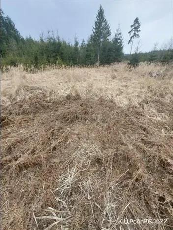 Prodej lesa, Dolní Hořice, 6269 m2