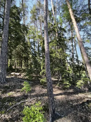 Prodej lesa, Nemile, 3224 m2