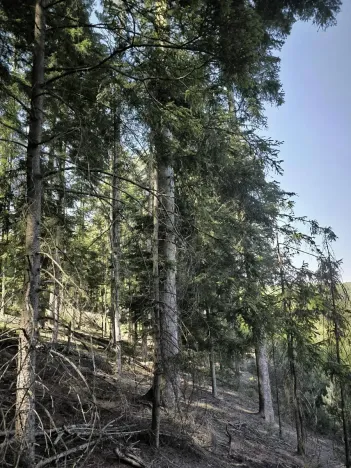 Prodej lesa, Nemile, 3224 m2
