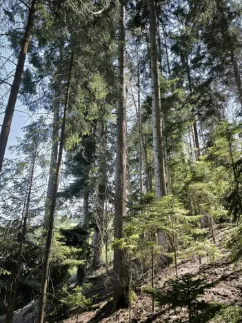 Prodej lesa, Nemile, 3224 m2
