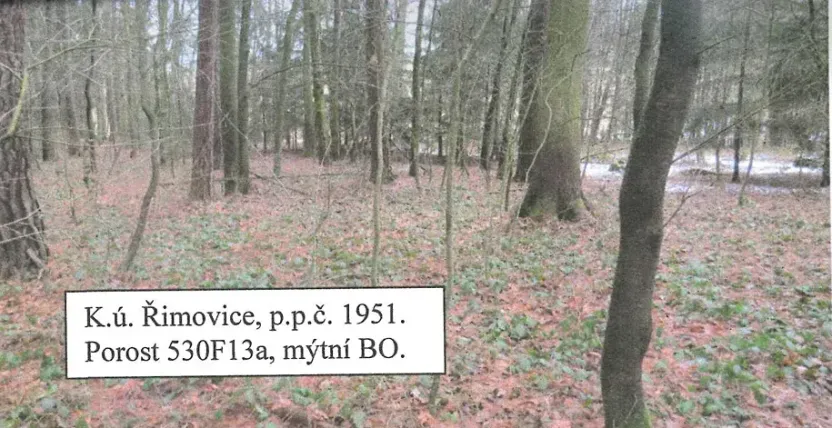 Prodej lesa, Řimovice, 522 m2