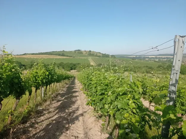 Prodej sadu/vinice, Bavory, 12285 m2