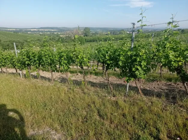 Prodej sadu/vinice, Bavory, 12285 m2