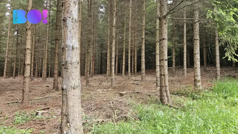 Prodej lesa, Huslenky, 6240 m2