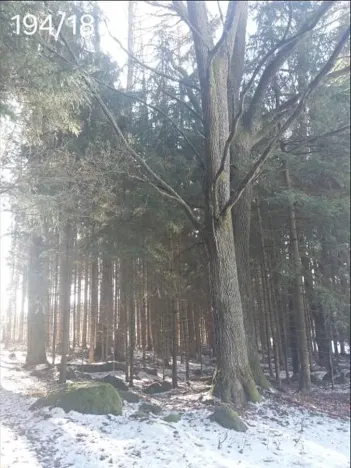 Prodej lesa, Dívčí Kopy, 1088 m2