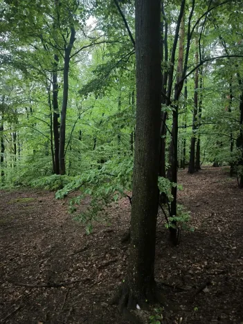 Prodej lesa, Bernartice, 23360 m2