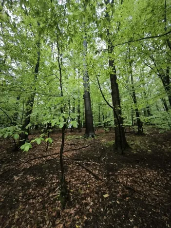 Prodej lesa, Bernartice, 23360 m2
