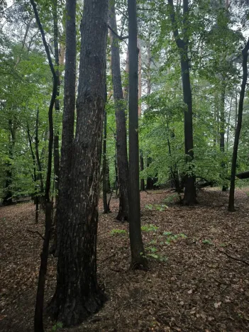 Prodej lesa, Bernartice, 23360 m2