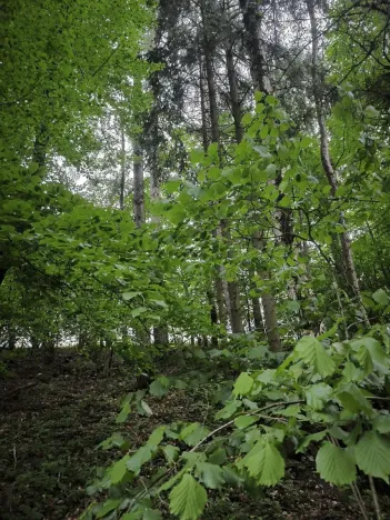 Prodej lesa, Zábřeh, 4422 m2